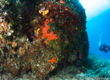 Diving scuba courses
