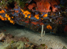 Hvar Diving Center