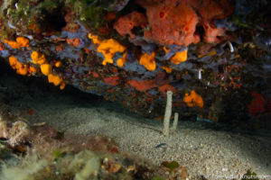 Hvar Diving Center