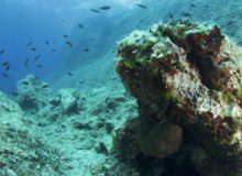 Diving scuba courses in croatia