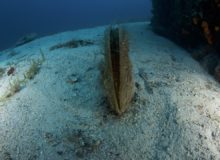 Hvar Diving Center