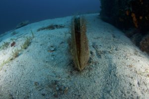 Hvar Diving Center