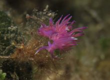 Diving scuba courses