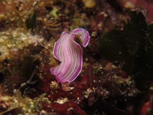 Hvar Diving Center