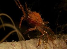 Diving scuba courses Hvar