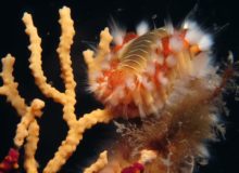 Diving scuba courses Hvar