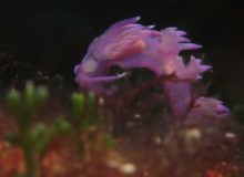 Diving scuba courses in croatia