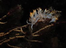 Diving scuba courses