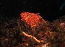 Diving scuba courses