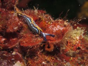 Hvar Diving