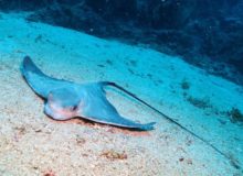 Diving scuba courses