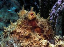 Diving scuba courses
