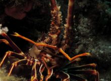Diving scuba courses Hvar