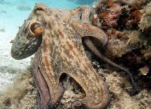 Diving scuba courses