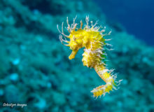 Diving Center Croatia