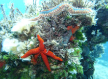 Hvar Diving