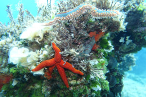 Hvar Diving